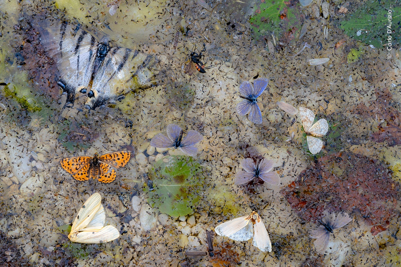 Fallen from the Sky by Carlo D’Aurizio (Italy)