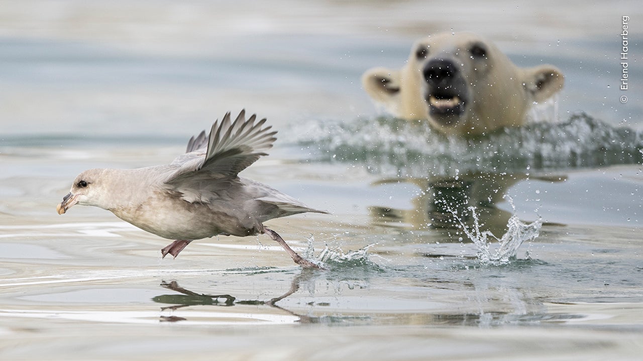 Wildlife and photography lovers have been invited to have their say and vote as 25 incredible images compete for Wildlife Photographer People’s Choice Award of the Year.