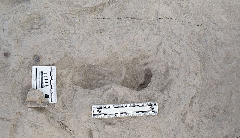 A footprint hypothesized to have been created by a Homo erectus individual is seen in this photo. A new discovery of two sets of hominin footprints is giving scientists a better understanding of human ancestry