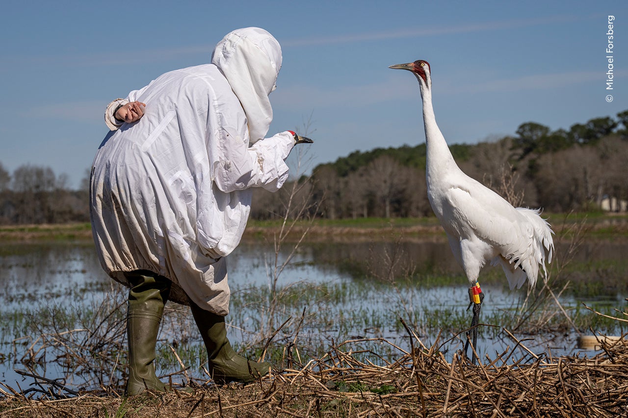 Meeting in the Marsh by Michael Forsberg (USA)