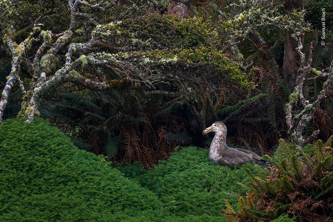 Forest of Dreams by Samuel Bloch (France)