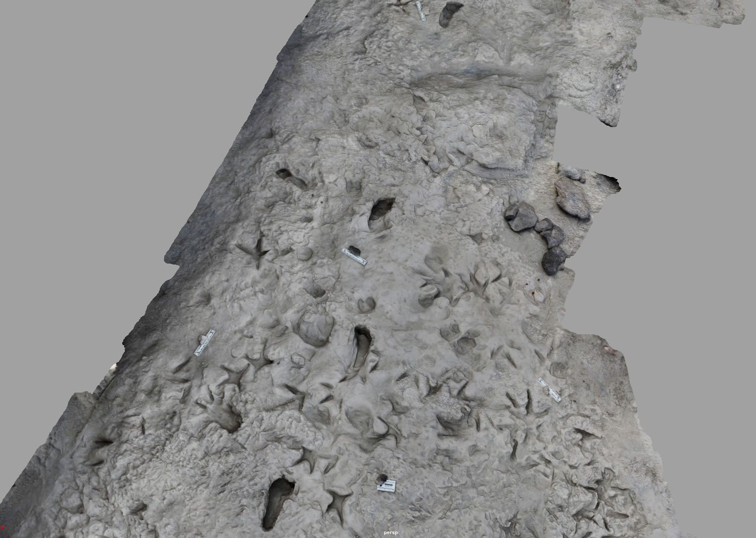 A 3D computerized model shows the surface of the area near Lake Turkana in Kenya and the fossil fooprints of Paranthropus boisei (vertical footprints) and Homo erectus (perpendicular). The trace fossils were made more than a million years ago