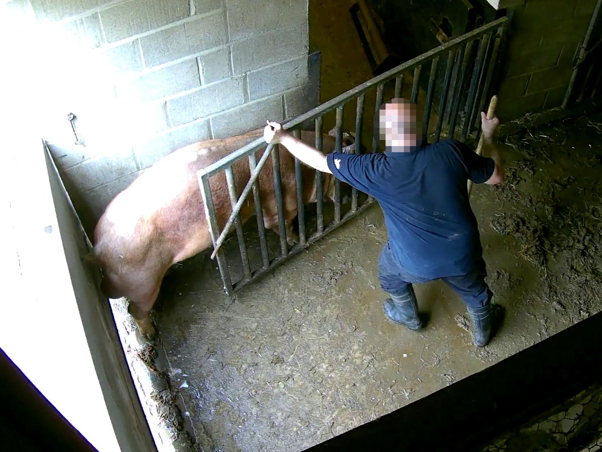 A worker slams a gate onto a pig