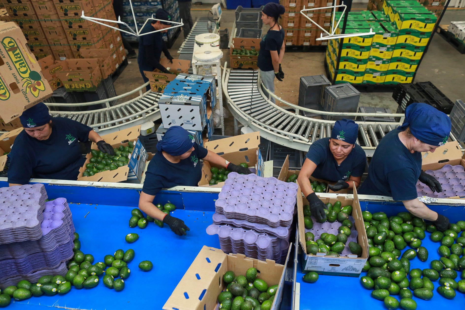 Workers sort avocados at a packing plant in Uruapan, Mexico