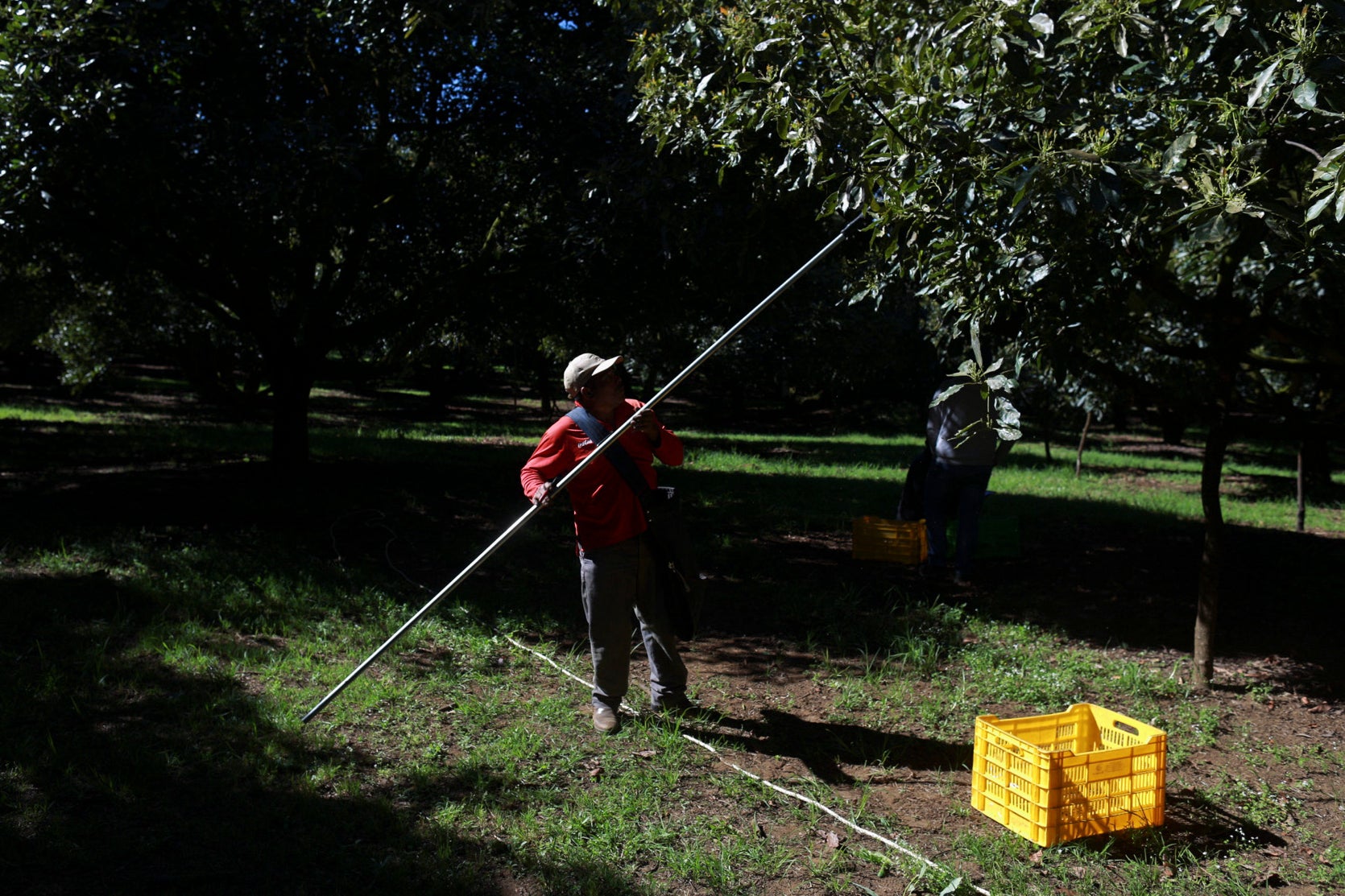 A farmhand harvests avocados