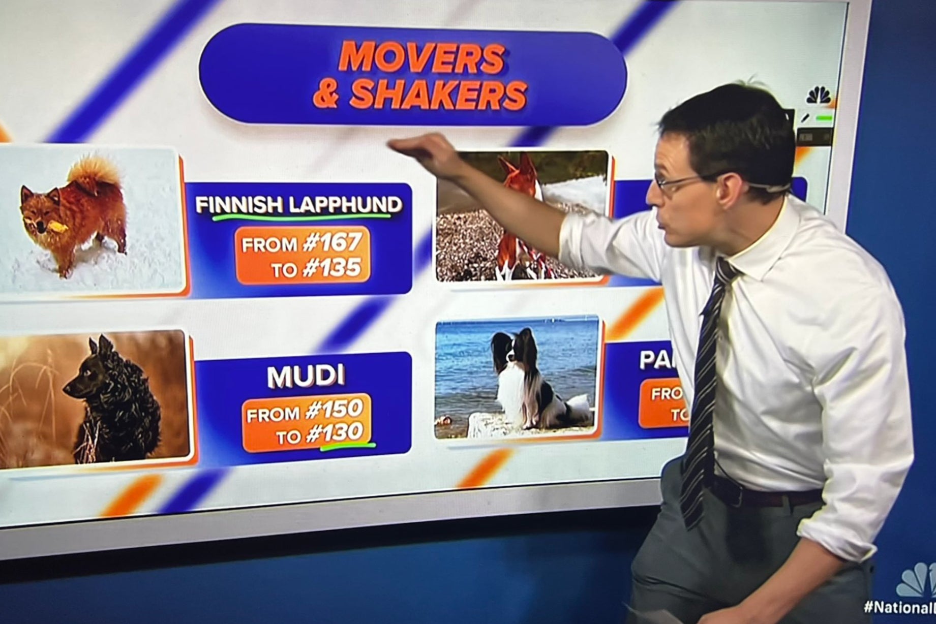 Popular broadcaster and political analyst Steve Kornacki makes a surprise appearance to provide a data breakdown at the 2024 National Dog Show on NBC