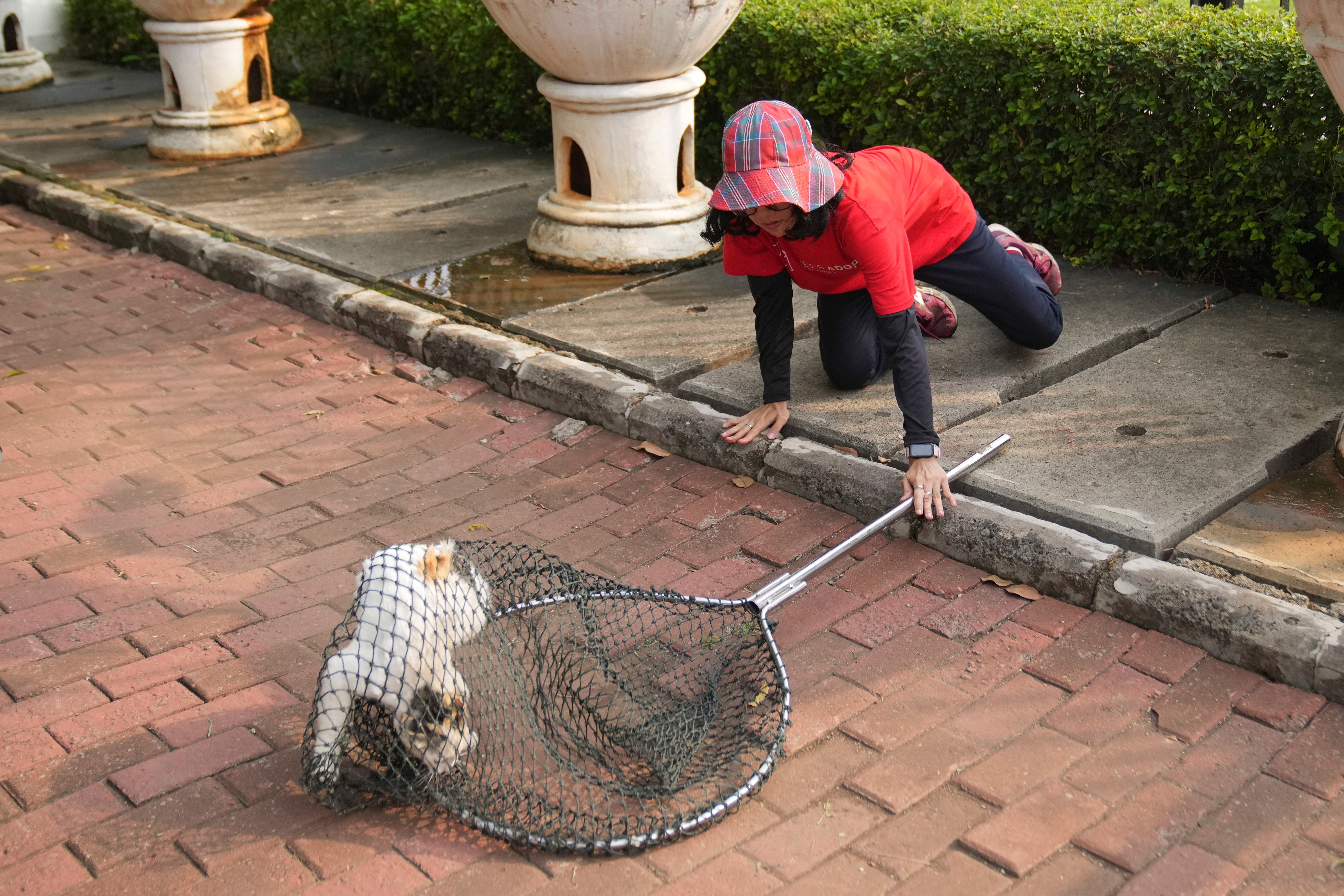 Indonesia Stray Cats Photo Gallery