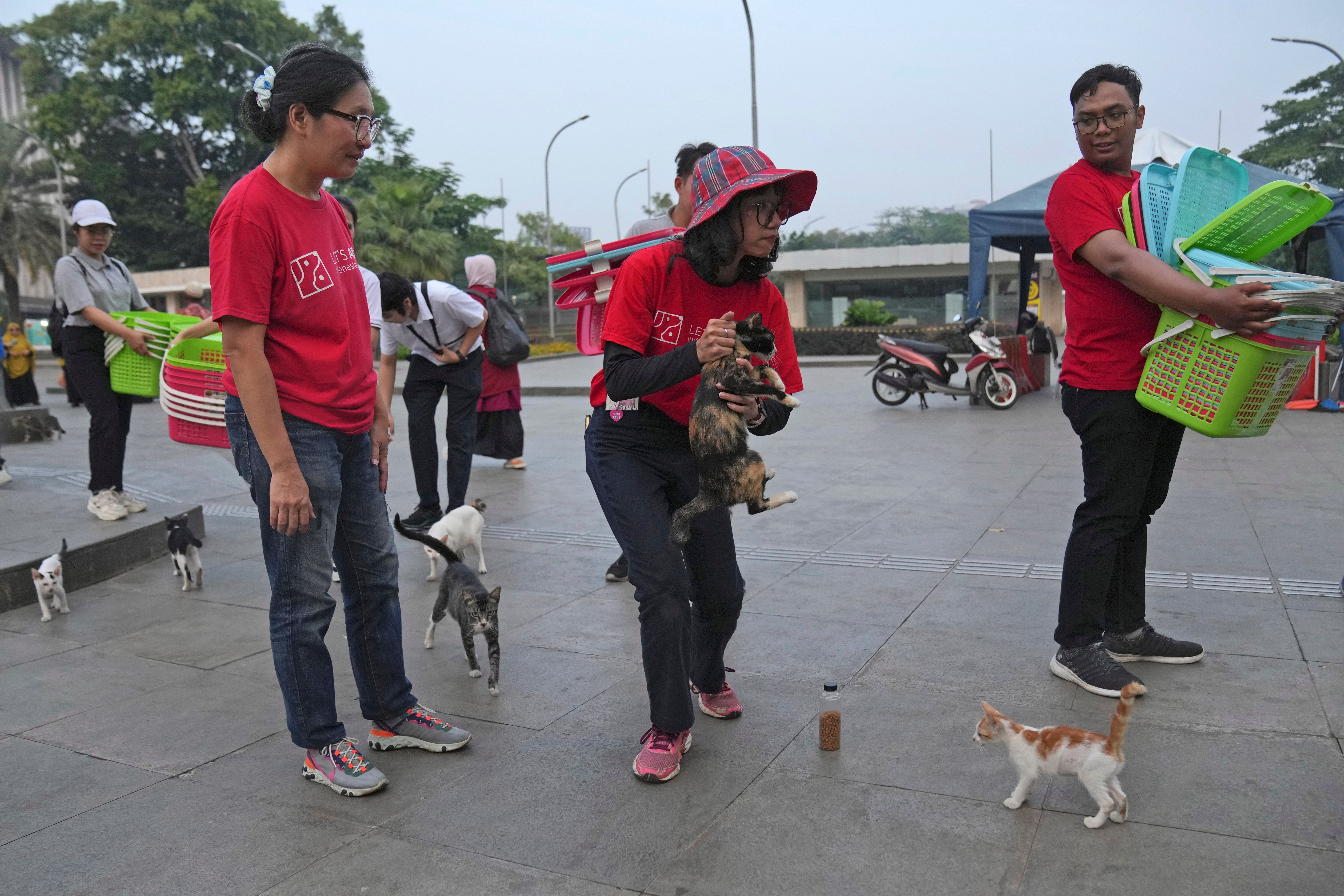 Indonesia Stray Cats Photo Gallery