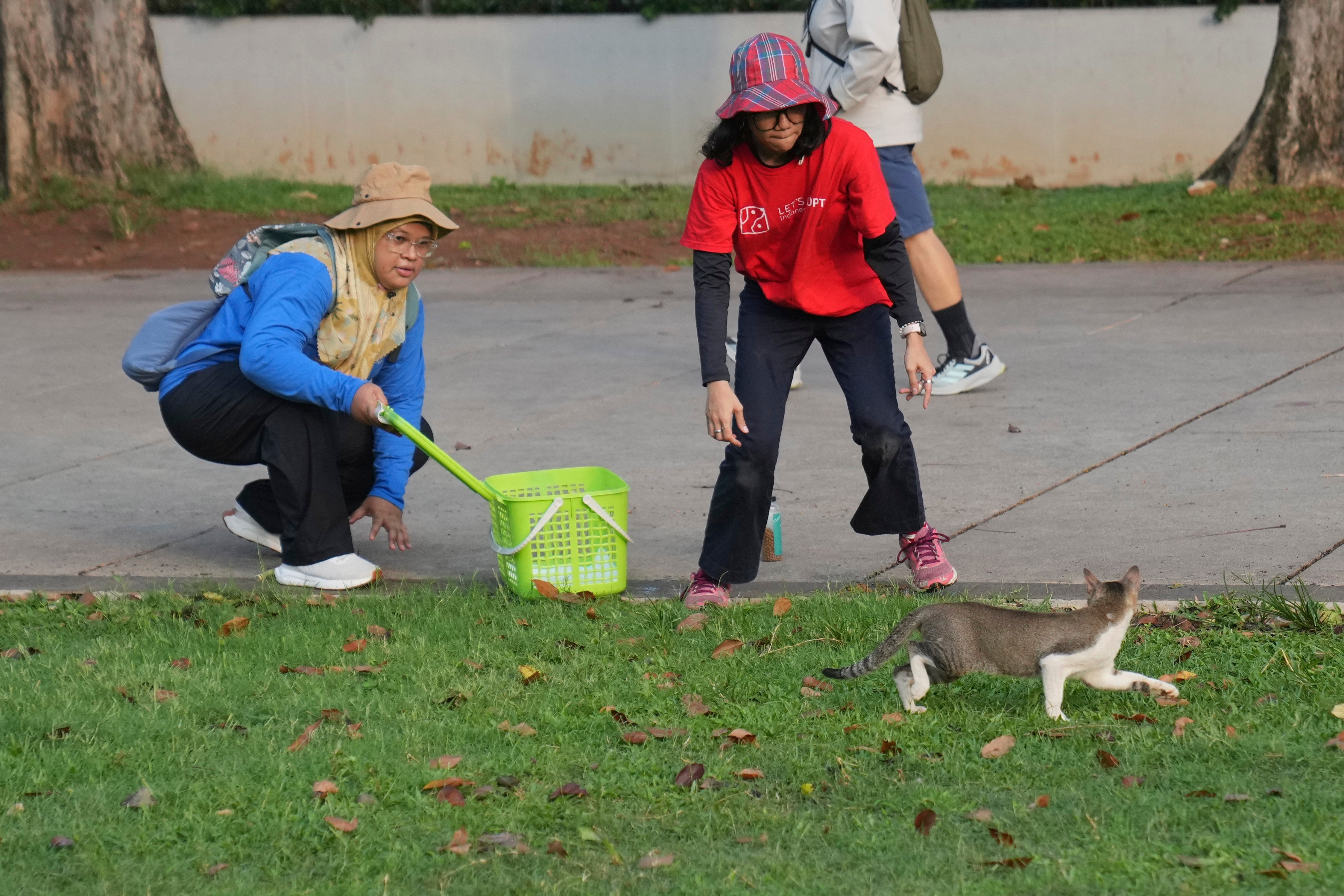 Indonesia Stray Cats Photo Gallery