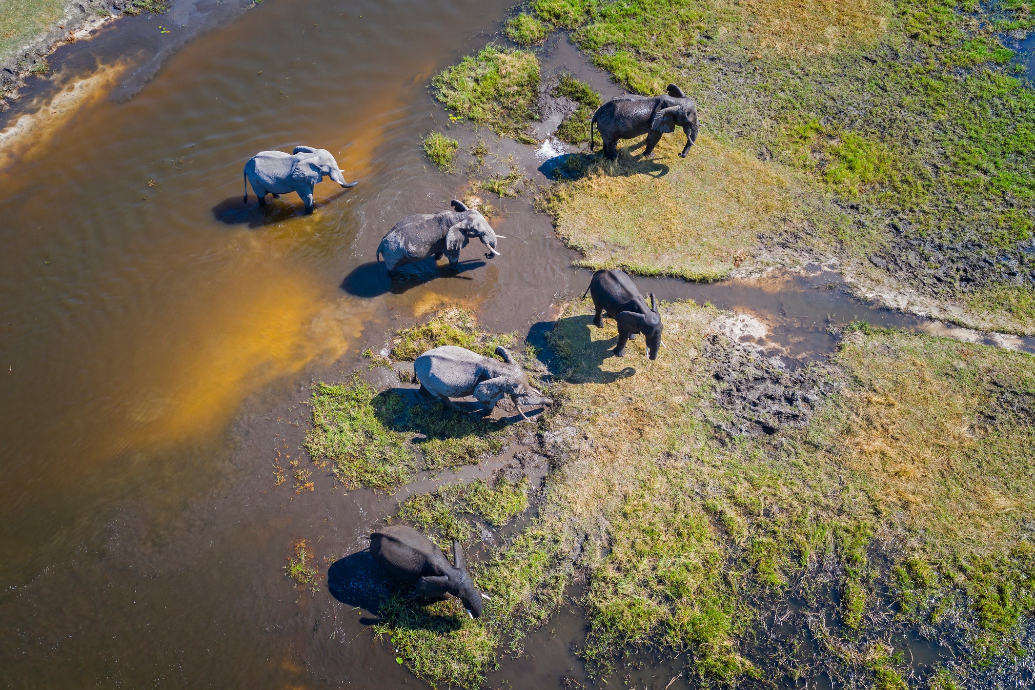 An aerial view shows endangered African elephants in Botswana’s Okavango Dela. The delta was also where the dead elephants were first spotted in 2020. The mass die-off of hundreds of the animals is tied to impacts from climate change