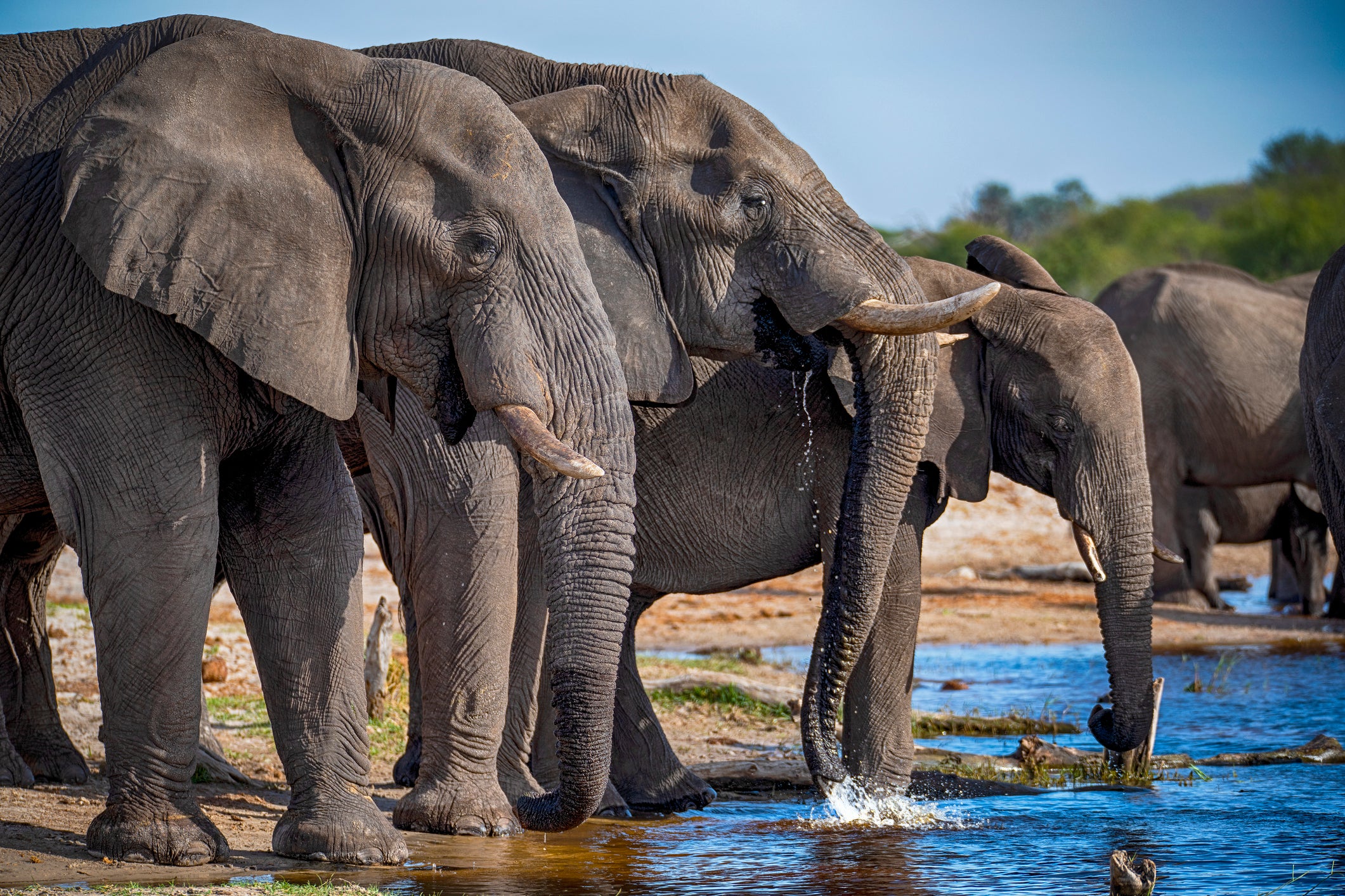 A herd of African elephants stand in a shallow river in Botswana, Africa. There are now just around 415,000 African elephants left on Earth