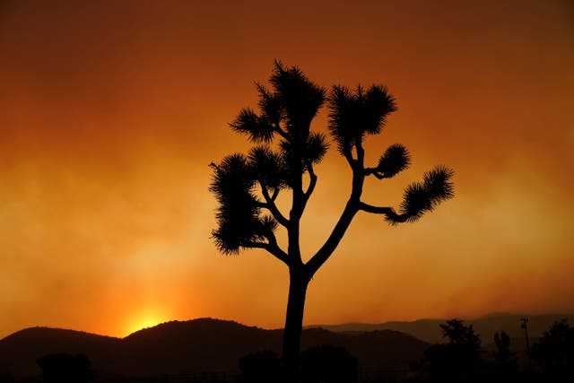 California-Joshua Trees