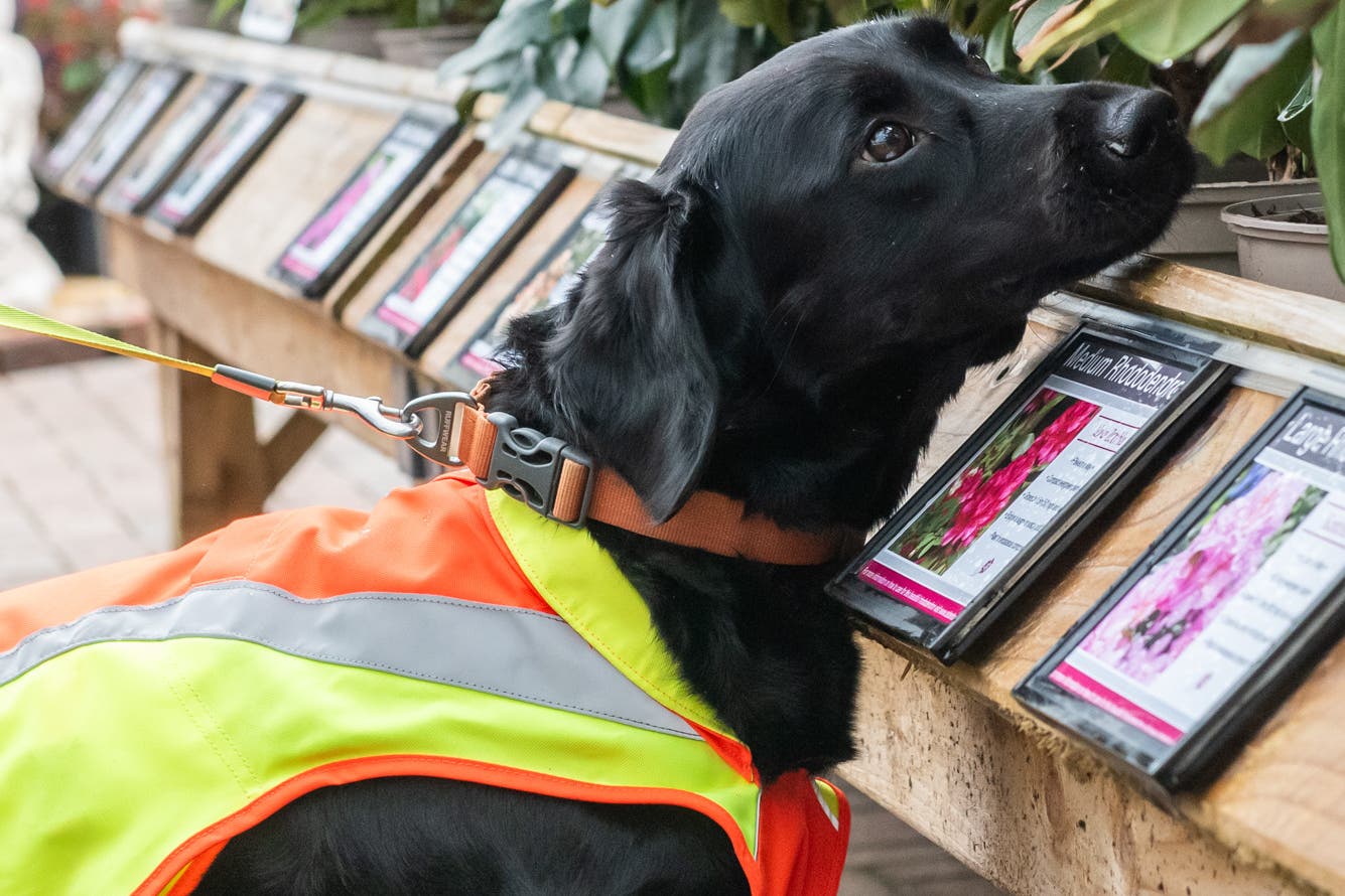 Ivor the sniffer dog is trained at Bents Garden Centre (Forest Research and Canine Assisted Pest Eradication)