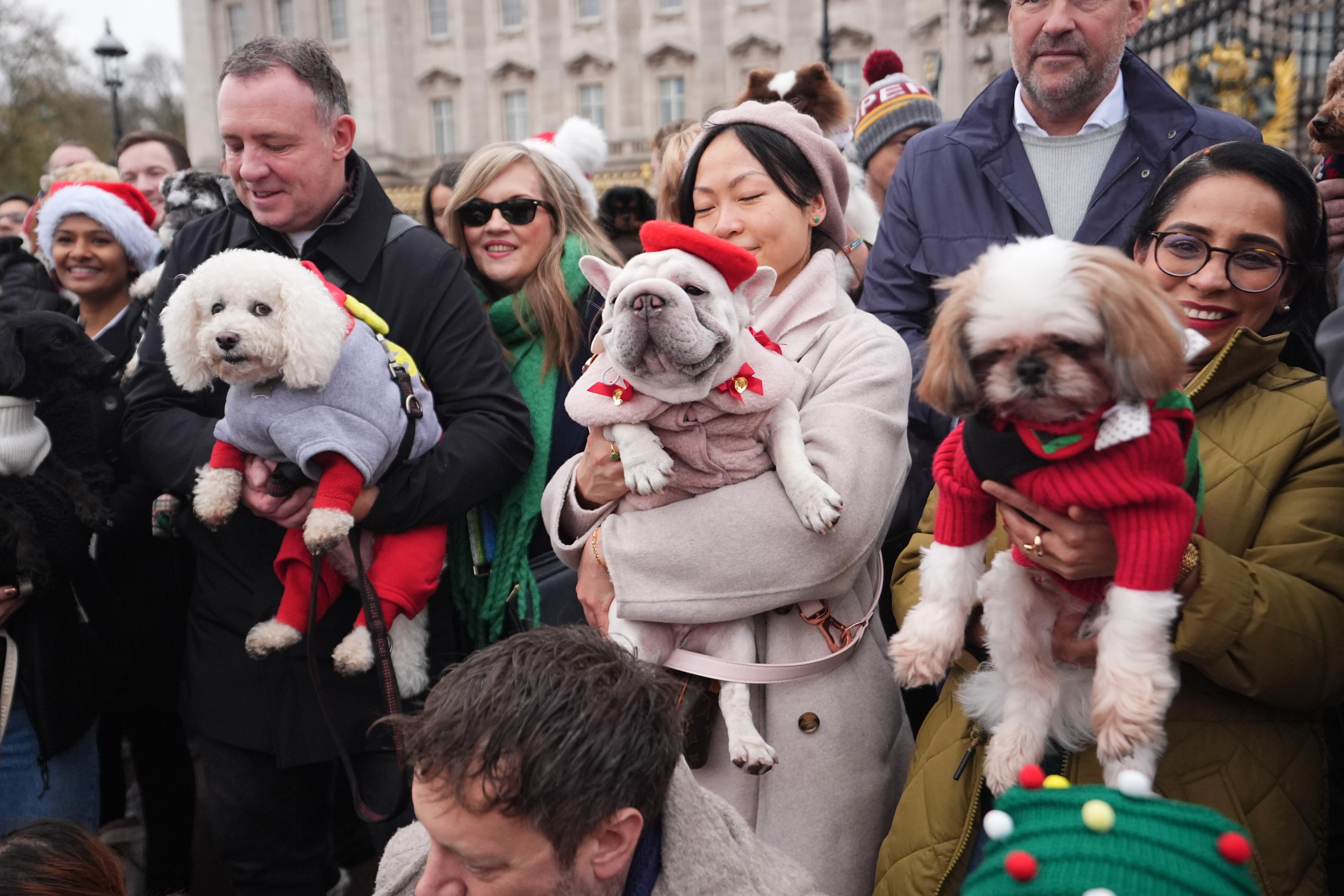 People and dogs take part in the Rescue Dogs Of London And Friends Christmas jumper parade outside Buckingham Palace in central London (James Manning/PA)