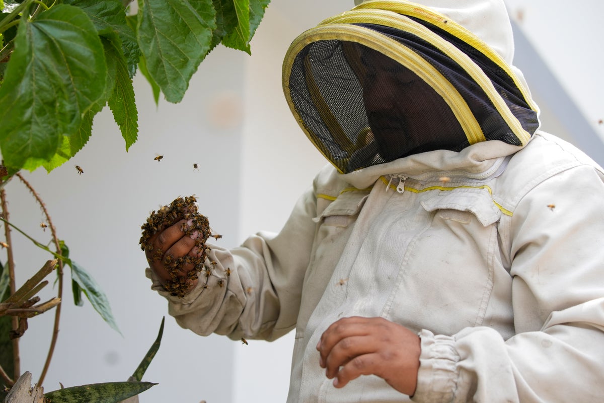 Bee 'rescuer' in Peruvian capital plies his trade with passion, free of ...