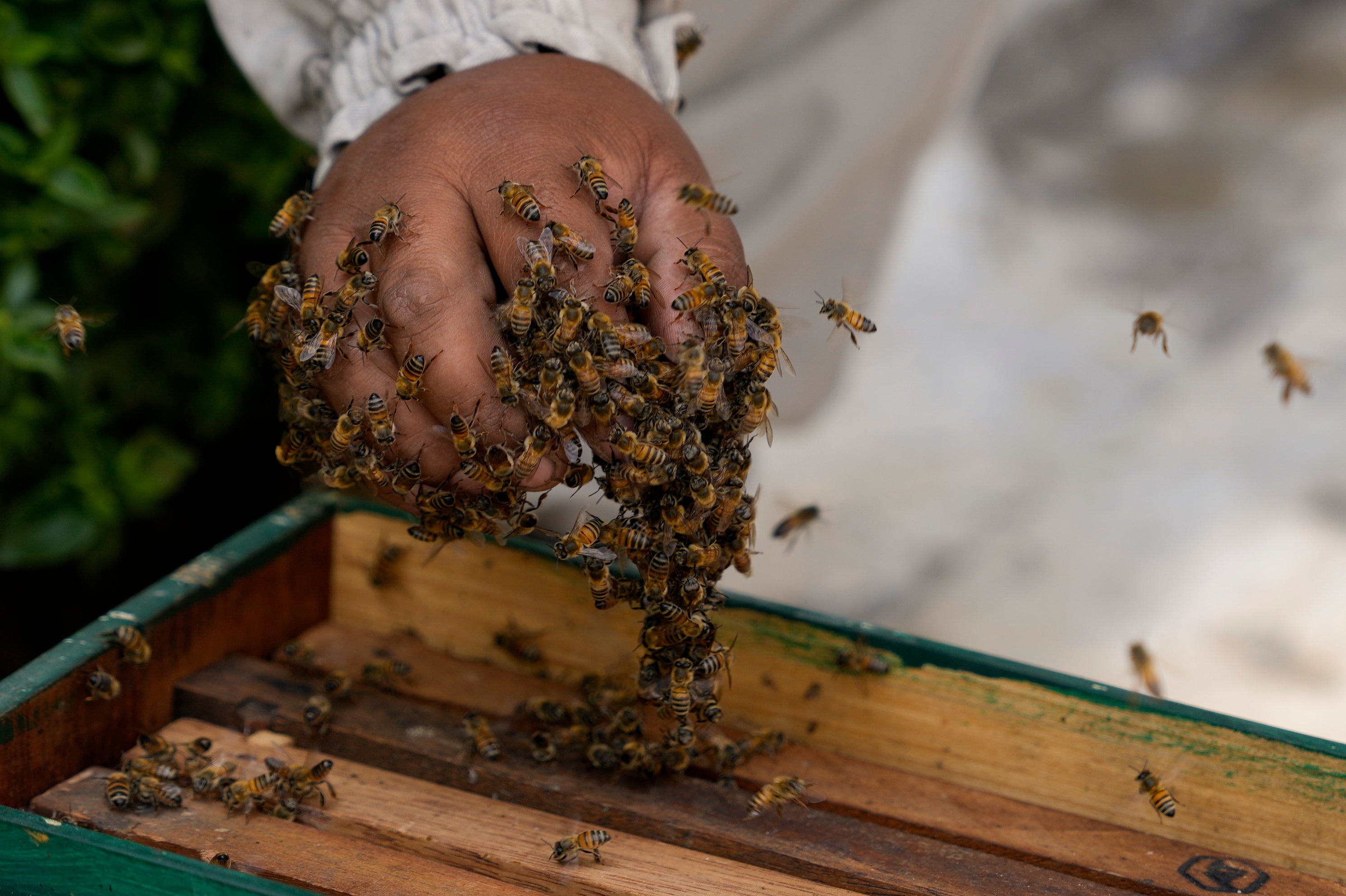 PERÚ-ABEJAS RESCATISTA