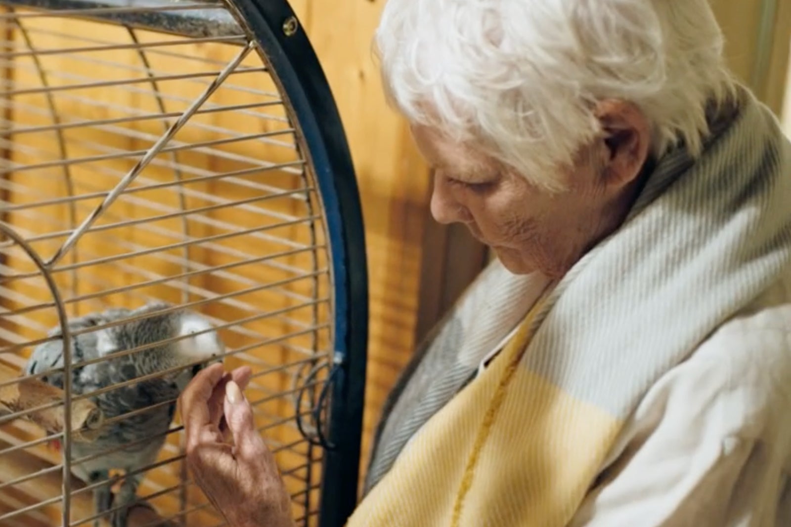 Dench’s beloved parrot has previously appeared on screen during a Louis Theroux interview