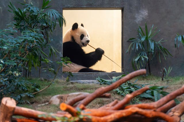 APTOPIX Hong Kong Pandas