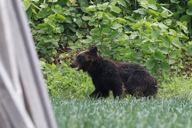 <p>Representative. A brown bear on the loose in Sapporo, Hokkaido prefecture, on 18 June 2021</p>