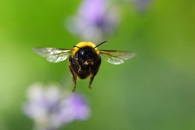 The Office for Environmental Protection has warned the Government may have failed to comply with laws in allowing the use of a banned pesticide (Brian Lawless/PA)