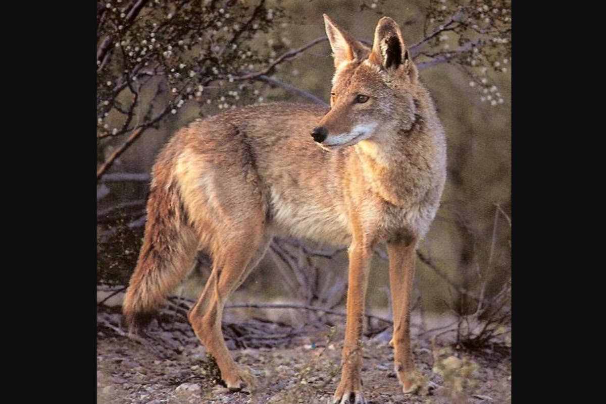 Colorado wildlife officials hunt for coyote that attacked and injured four-year-old girl