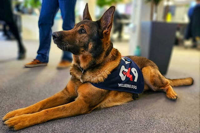 Bear underwent surgery after two benign tumours were spotted in a scan (The Thin Blue Paw Foundation/PA)