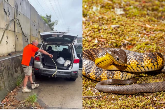 <p>Melbourne Snake Control official Tim Nanninga captured the tiger snake from the woman’s car</p>