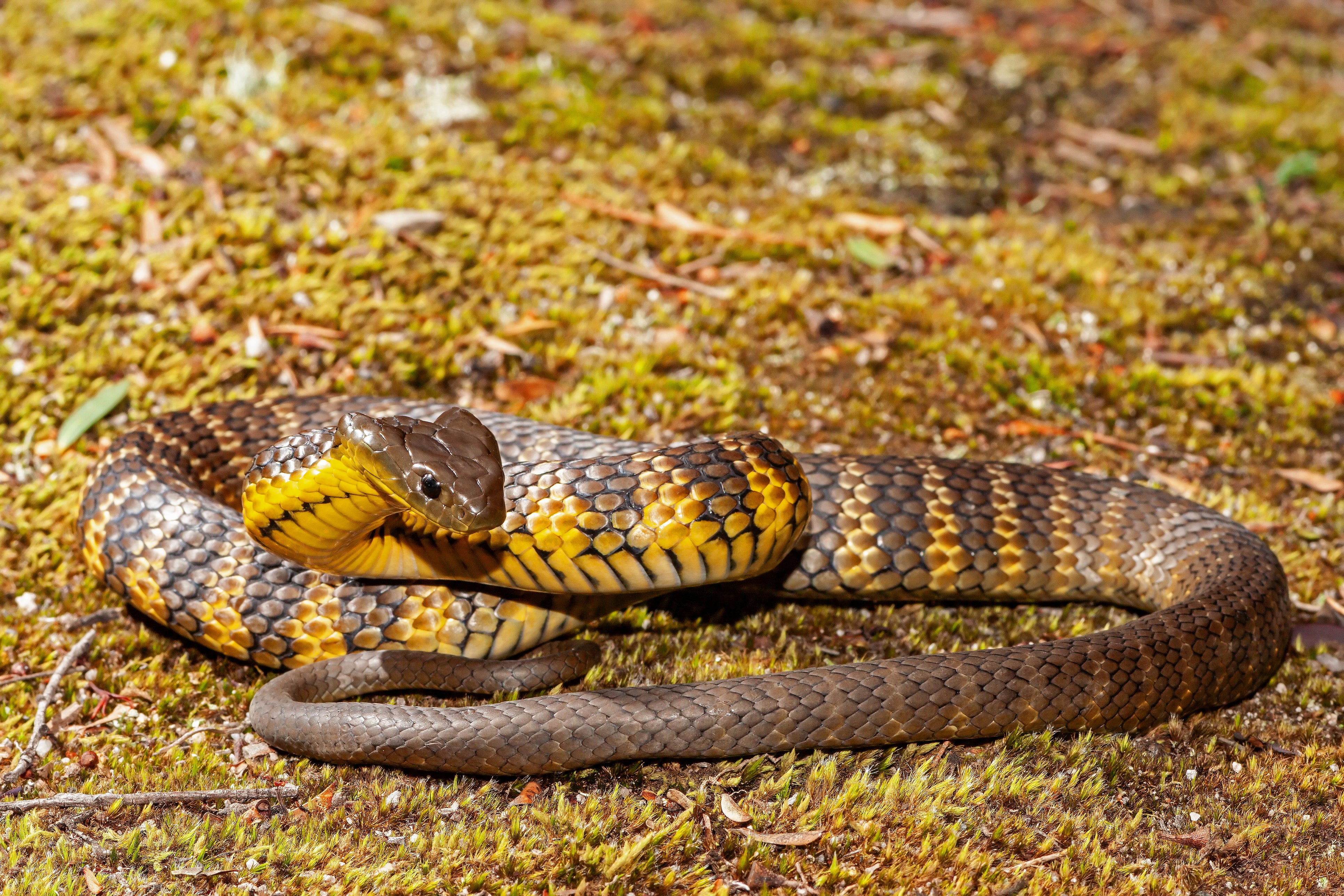 Tiger snakes are the third most venomous snake in Australia