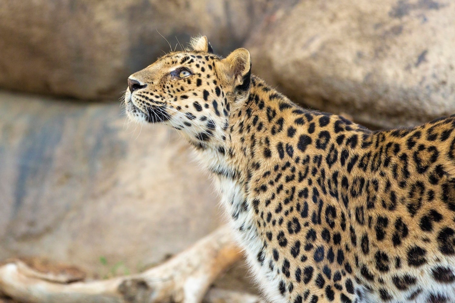 California Endangered Leopard Dies