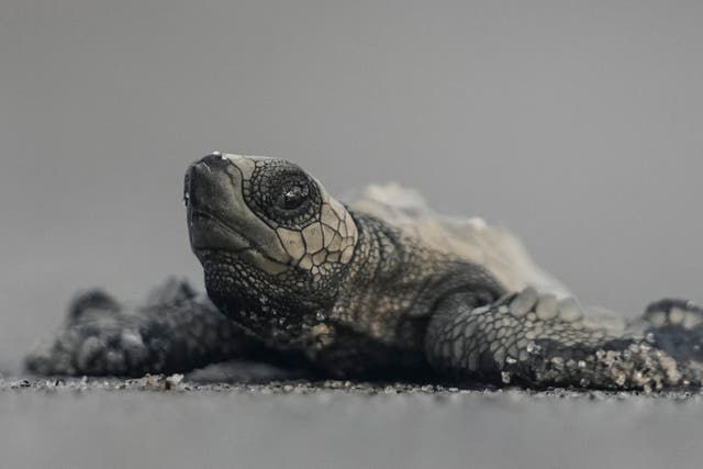 <p>Representative. A baby sea turtle heads towards ocean waters at Punta Chame beach in Panama on 16 November 2024</p>