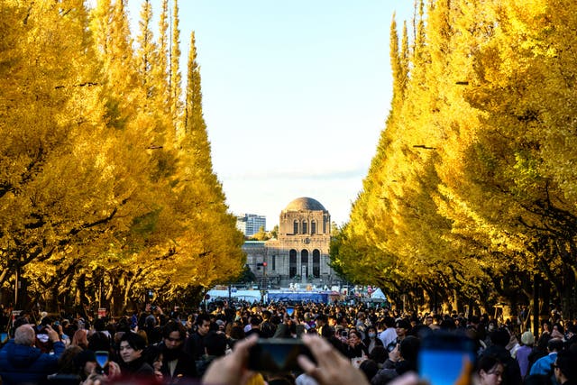 <p>People take pictures with ginkgo leaves in autumn colours at the Meiji Shrine Outer Garden in Tokyo</p>