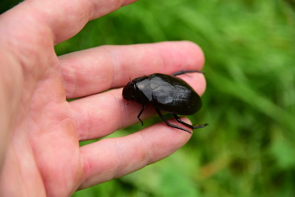 A great silver water beetle found by student Wren Franklin (Wren Franklin, Bournemouth University/PA)