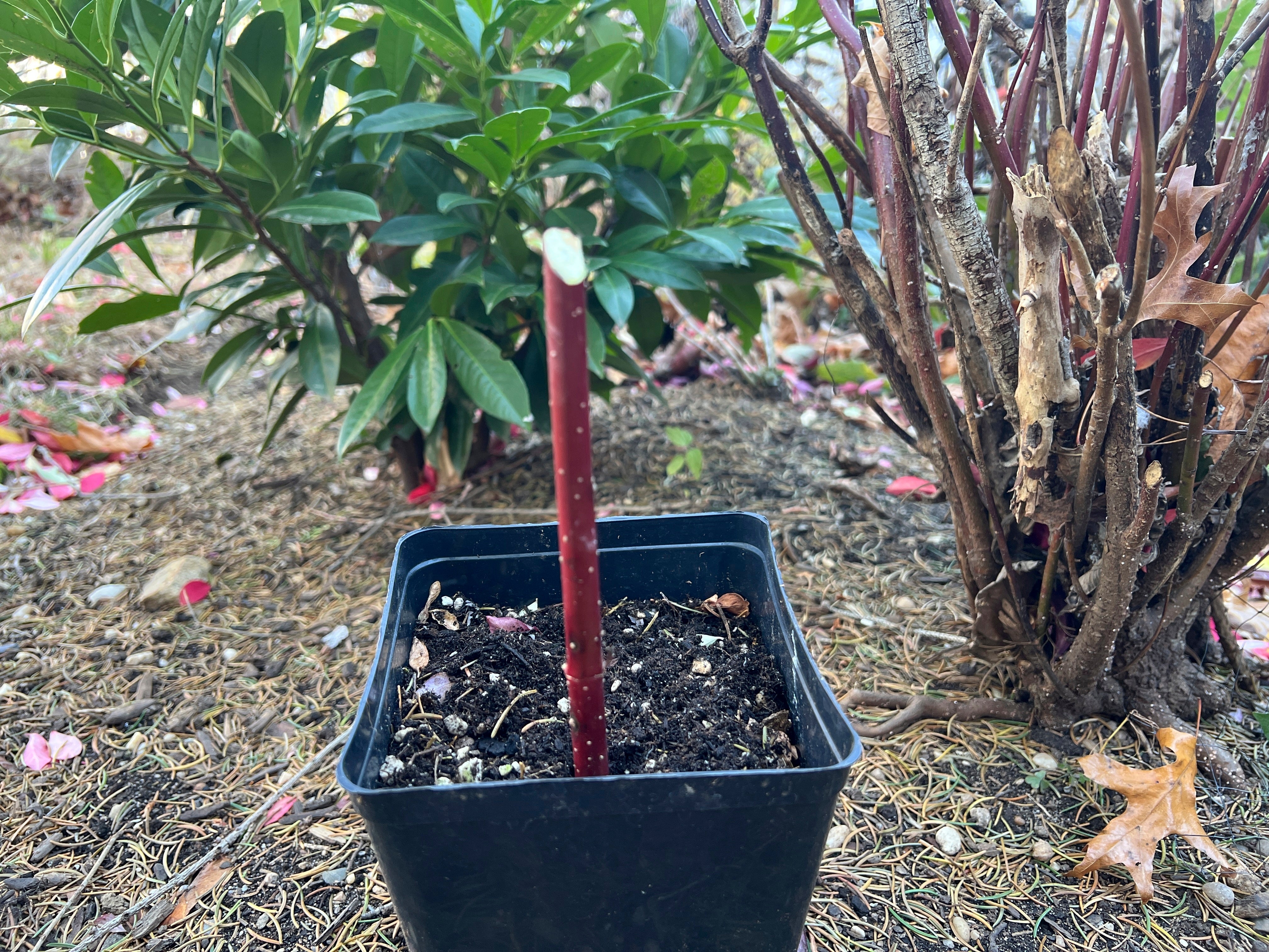 Gardening Hardwood Cuttings