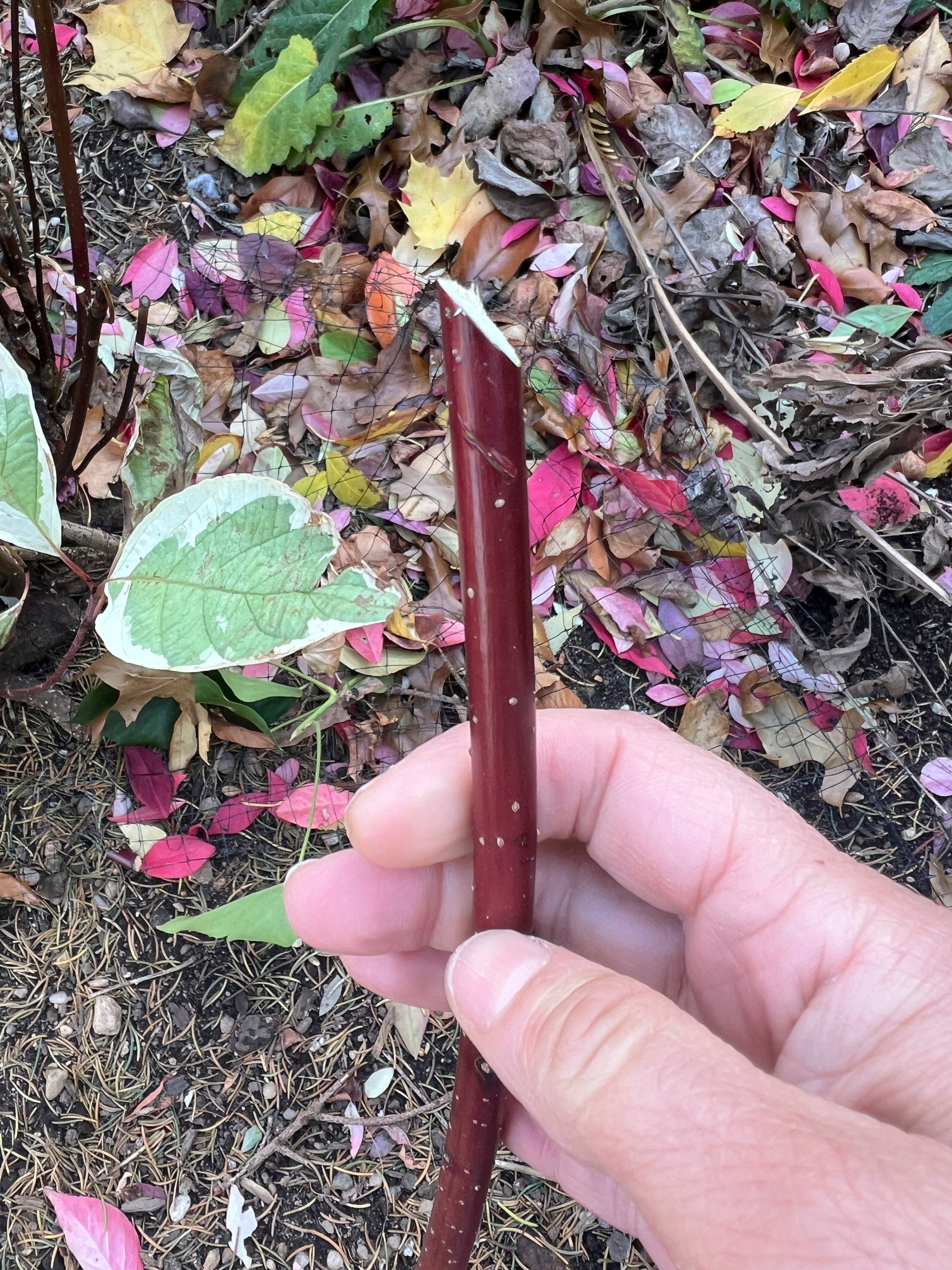 Gardening Hardwood Cuttings