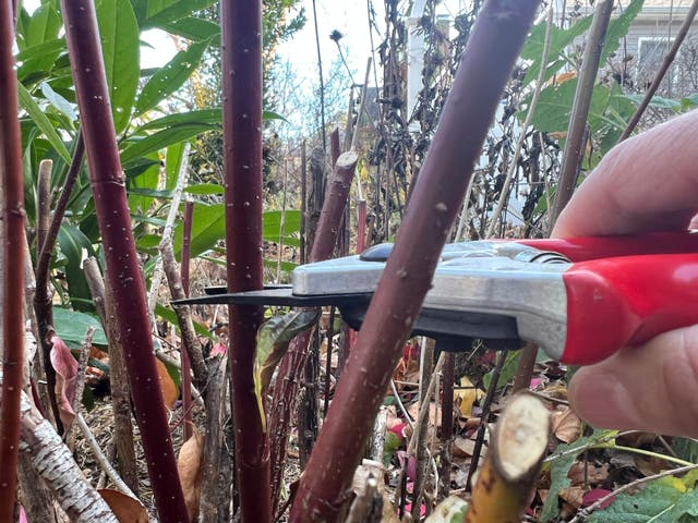 Gardening Hardwood Cuttings