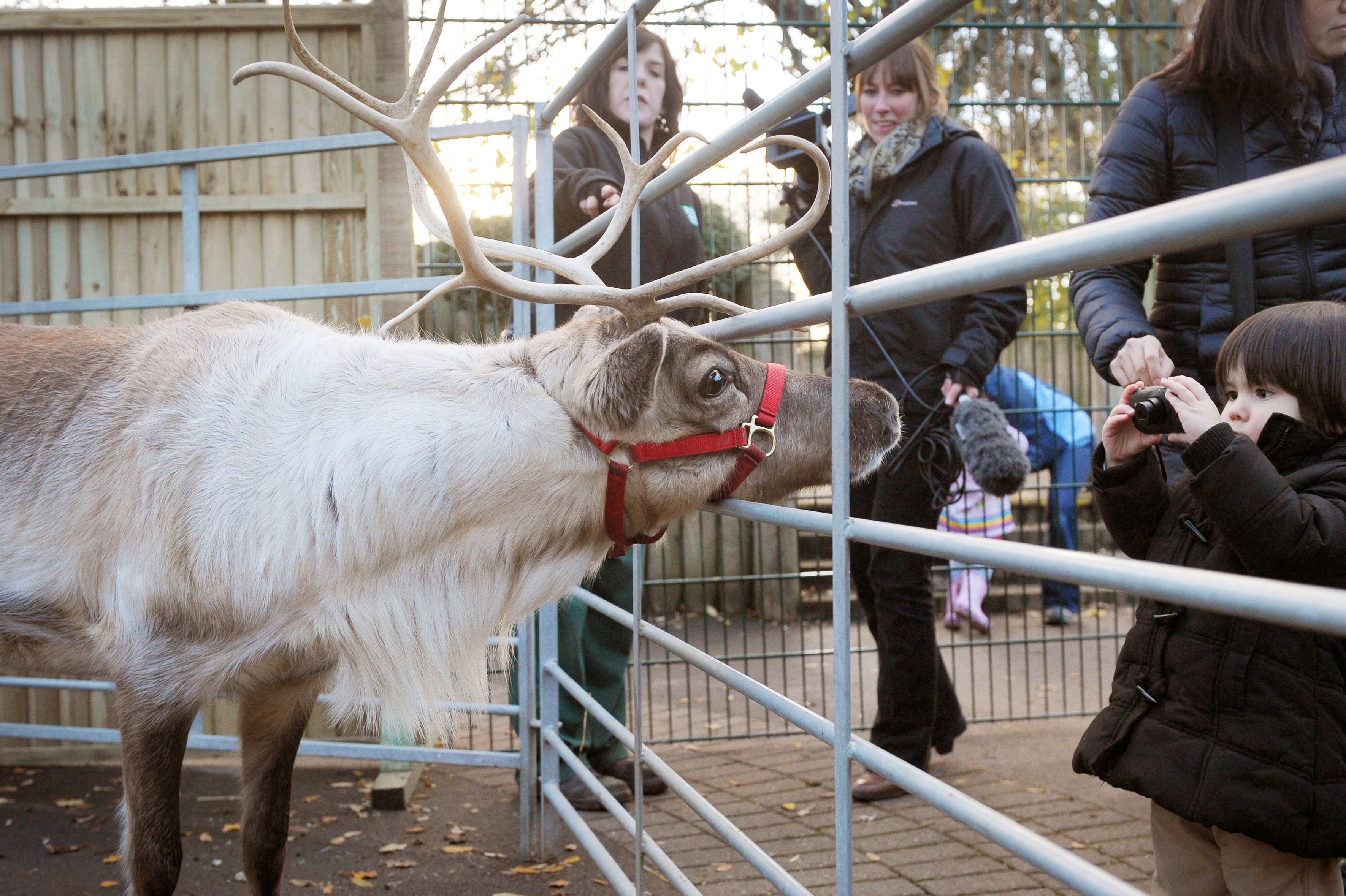 East Yorkshire announced that the Cairngorm Reindeer will not be part of this year’s Beverley Festival of Christmas