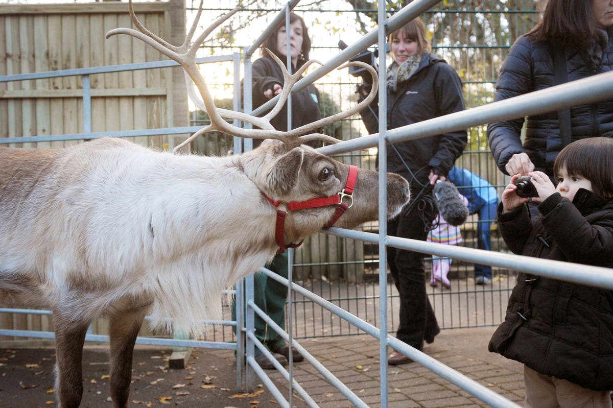 Christmas market cancels reindeer show over disease concerns