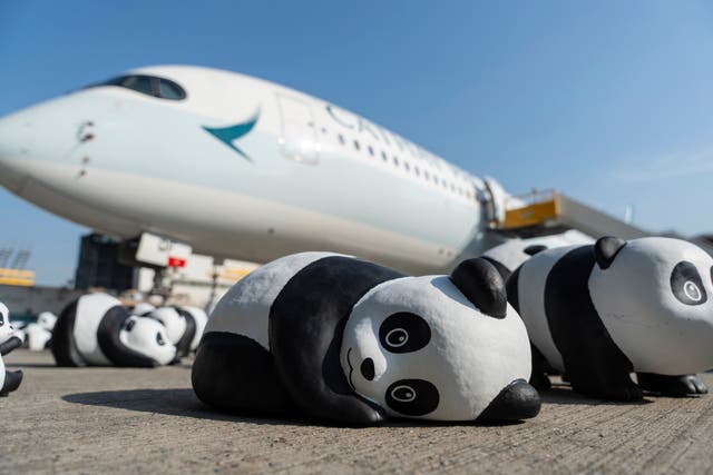 FOTOGALERÍA-HONG KONG-OSOS PANDA