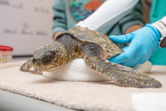 <p>A Kemp’s ridley sea turtle is examined at the New England Aquarium’s Sea Turtle Hospital. Many of the critically endangered animals washed up on Massachusetts shores this month </p>