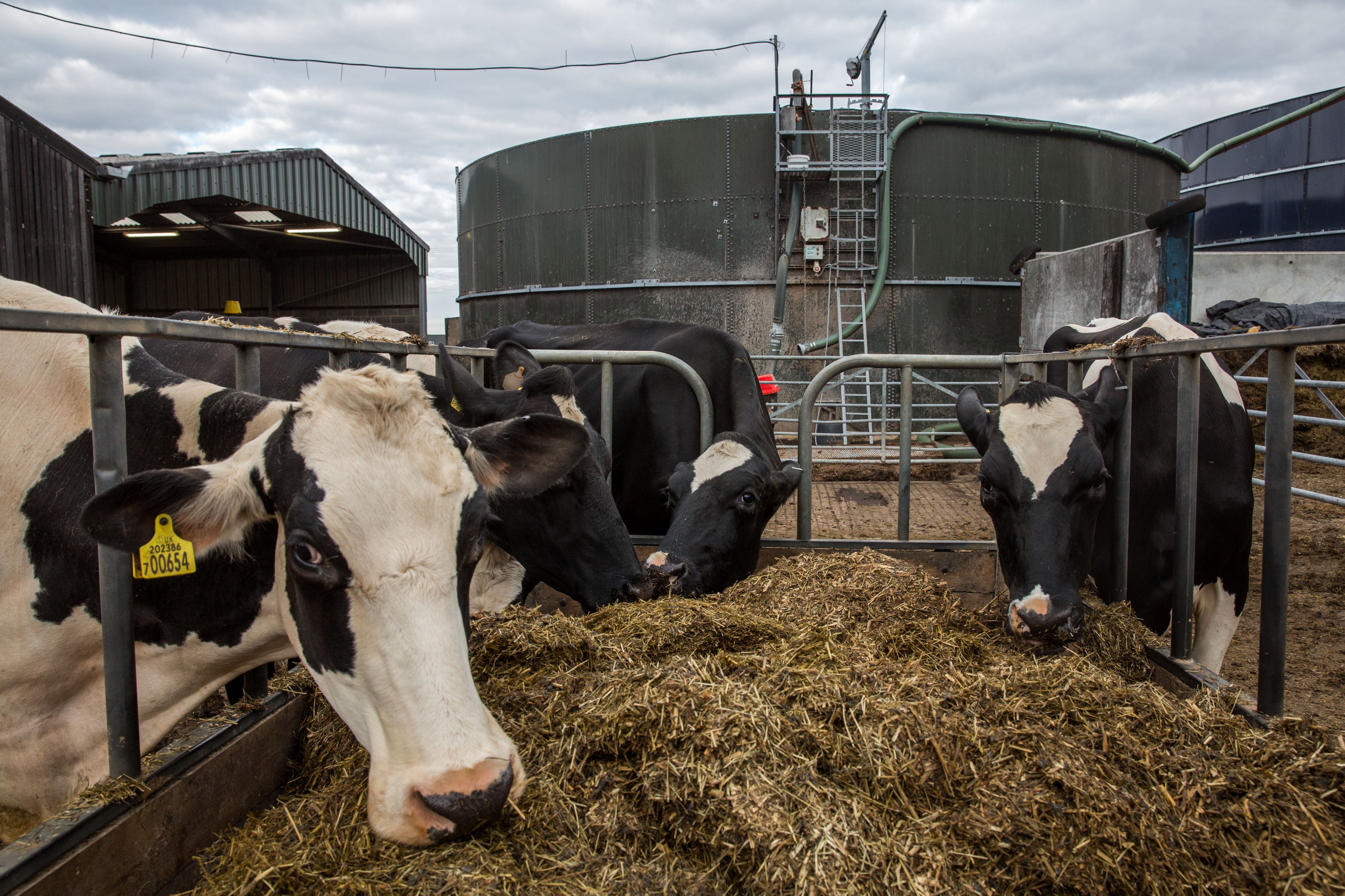 Cows will not produce much methane if they use Boevar, it is expected