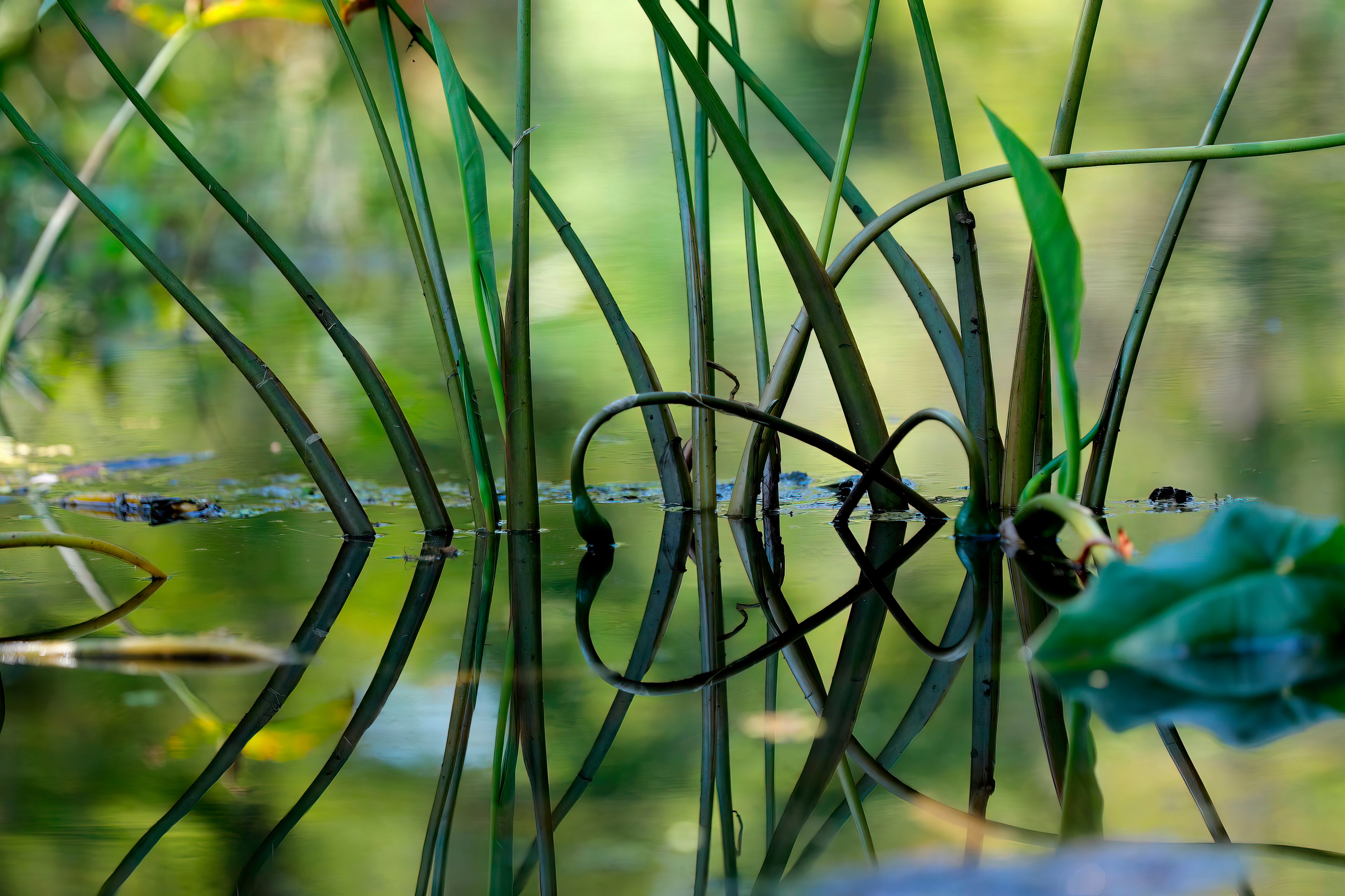 Louisiana Swamp River Reintroduction