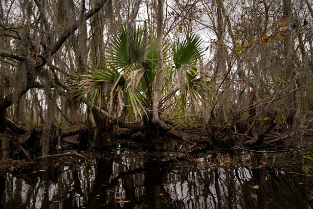 Louisiana Swamp River Reintroduction