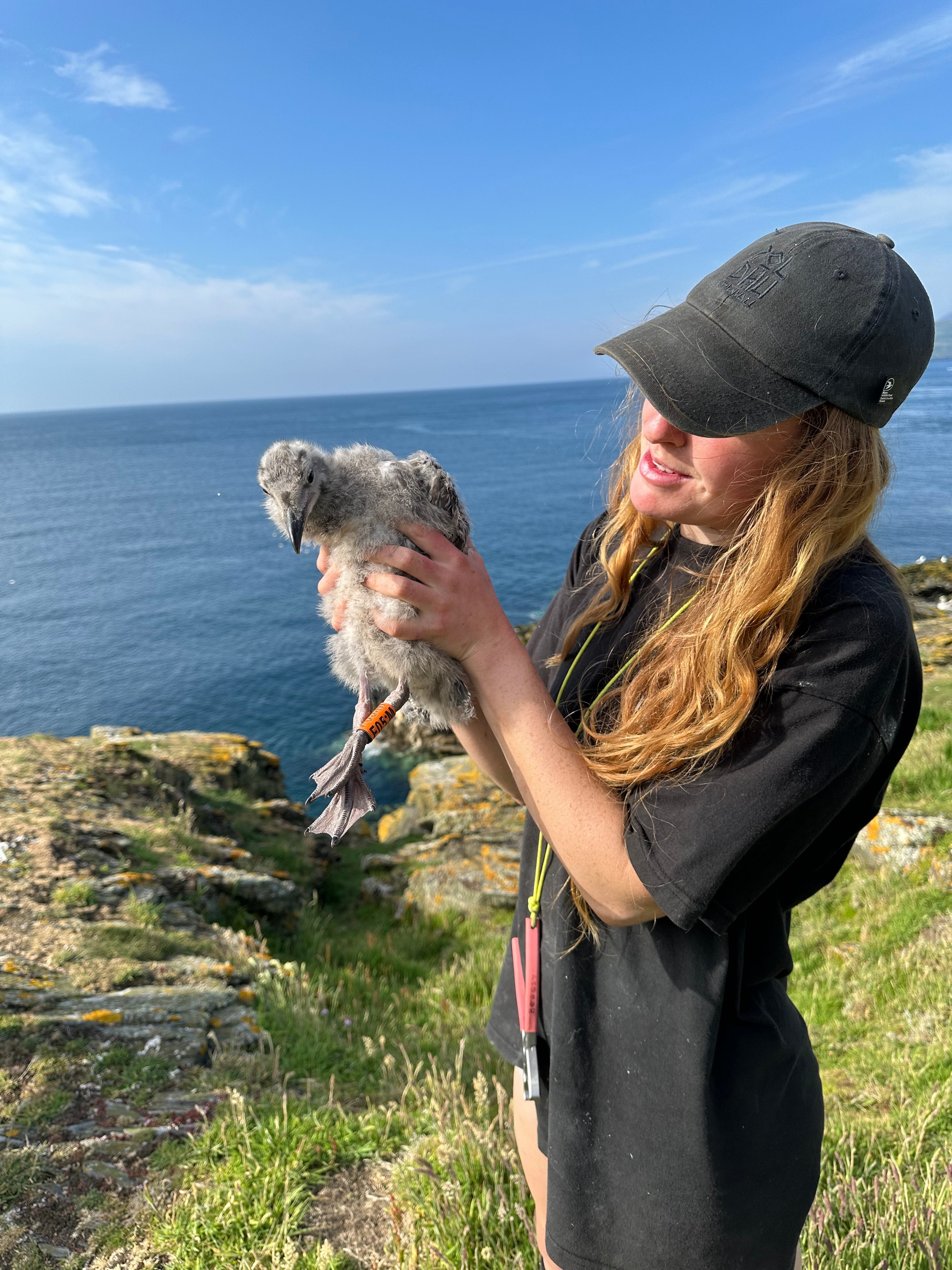 Chloe holding a Herring Gull chick