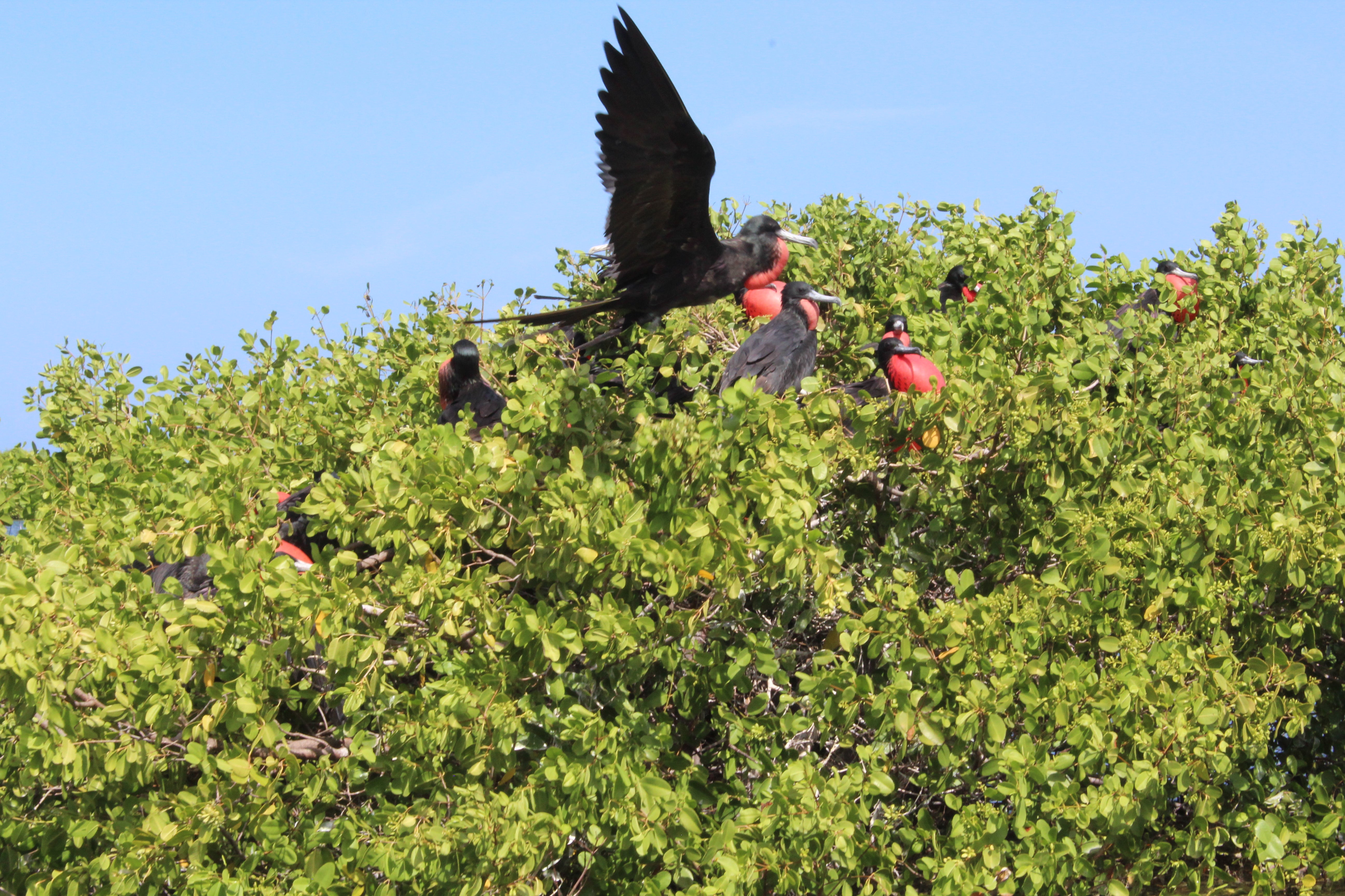 Frigate birds on Barbuda