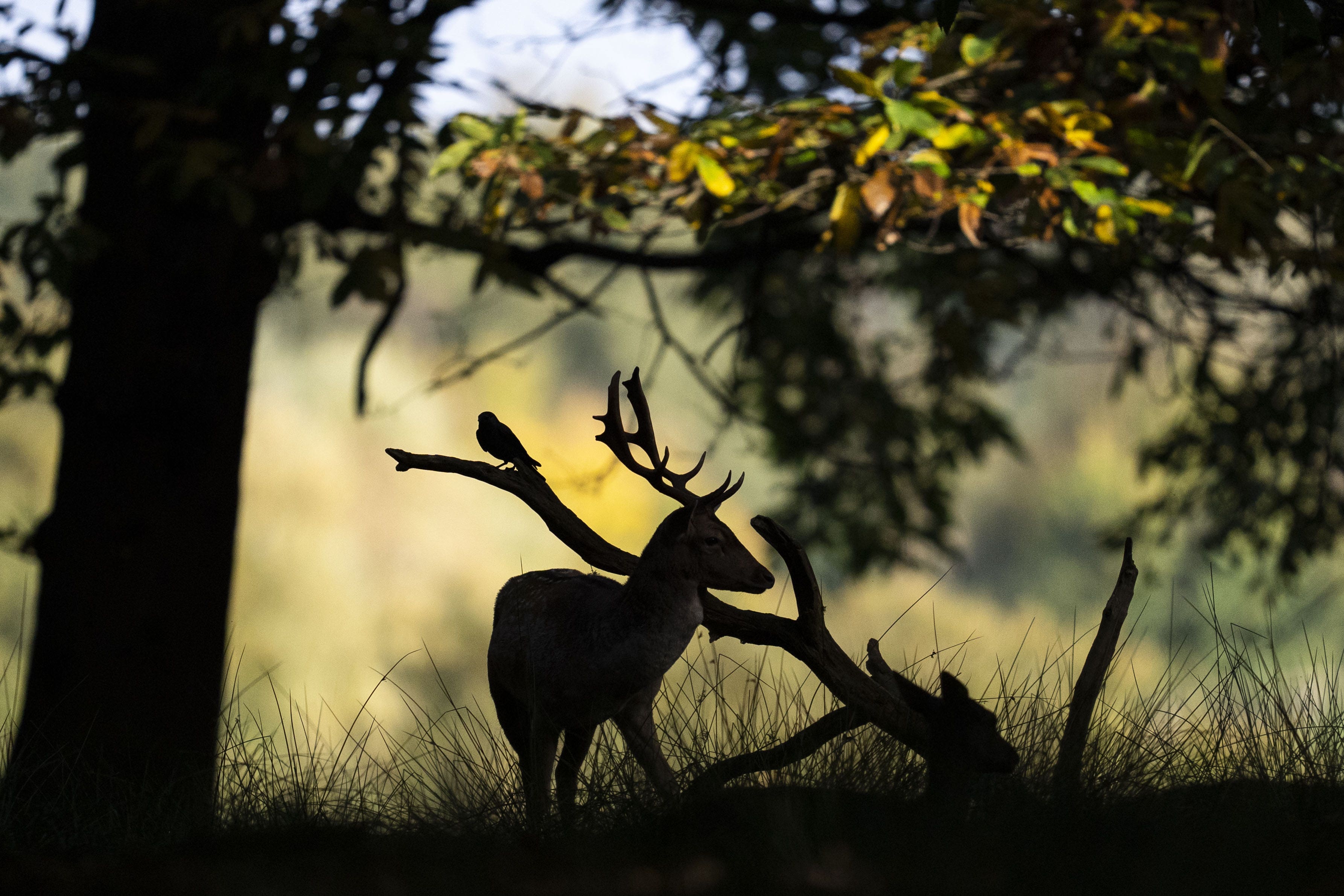 More than 600 red and fallow deer live in Richmond Park (PA)