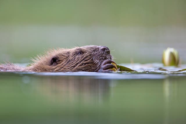 <p>Beavers will soon be released into the English wild</p>