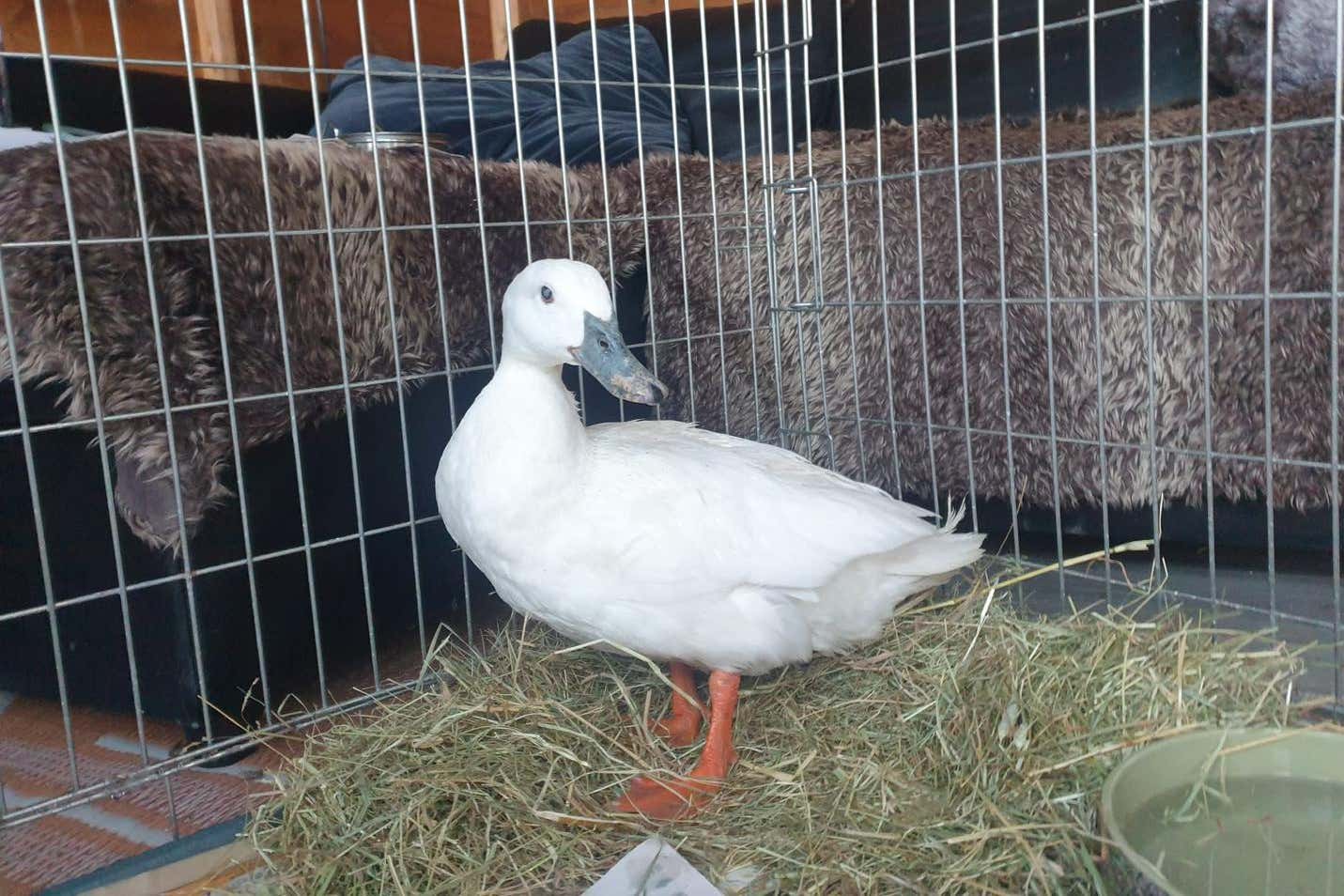 Geraldine was rescued from a local pond after residents raised concerns over her wellbeing (Pawz for Thought/PA)