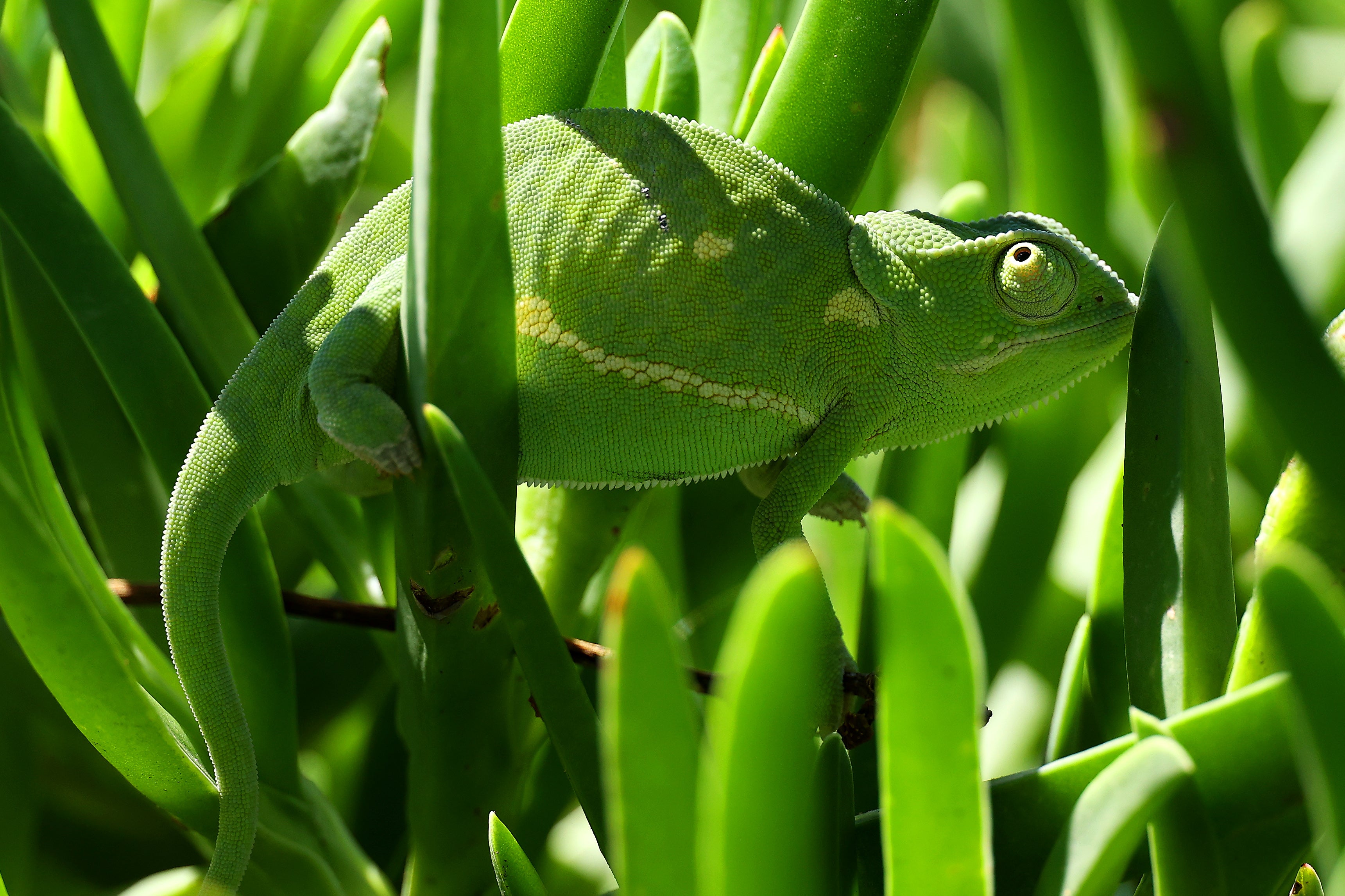 Chameleon in Sun City, South Africa