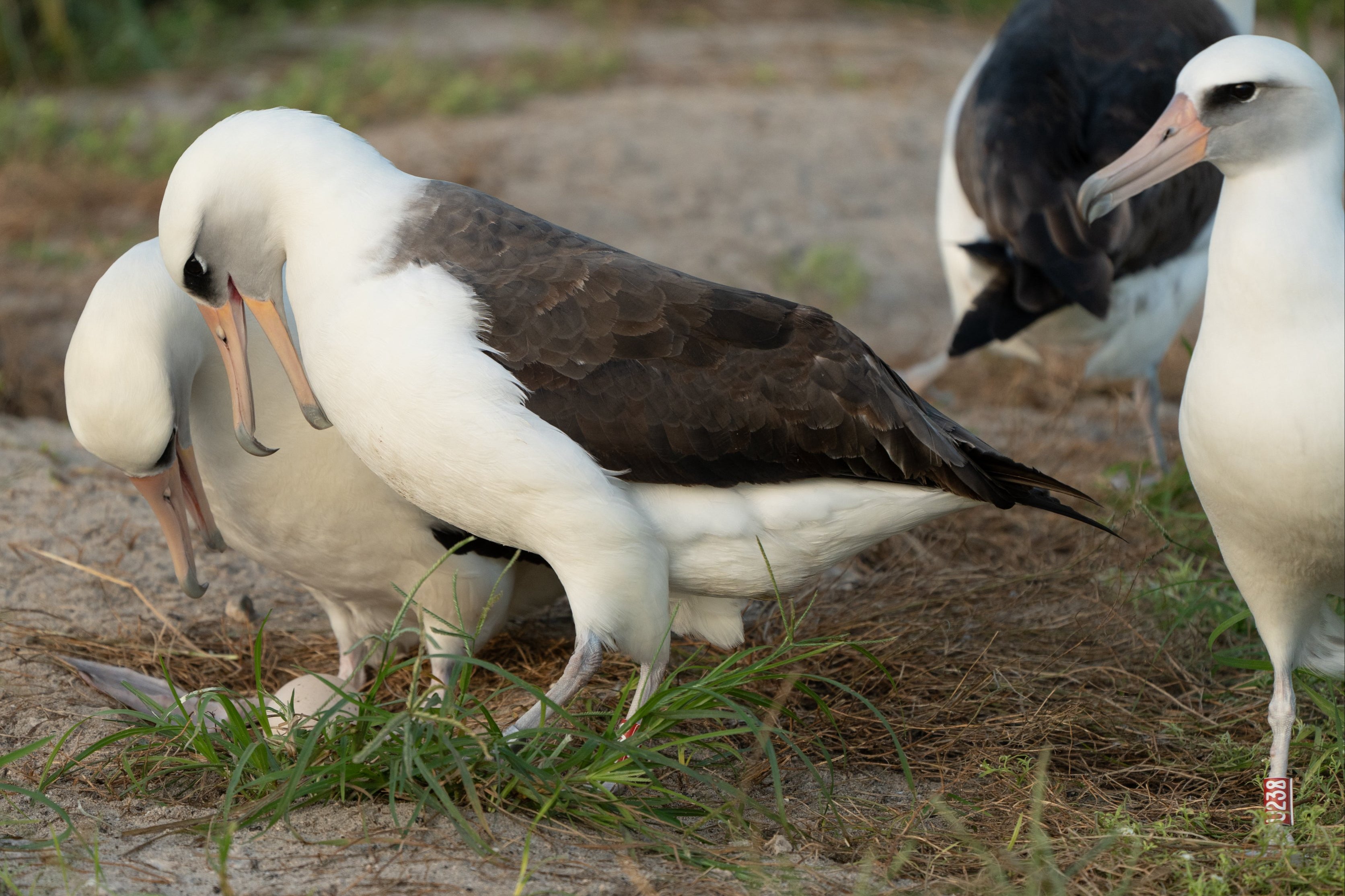 <p>Wisdom the Laysan albatross was spotted with a new egg last week</p>