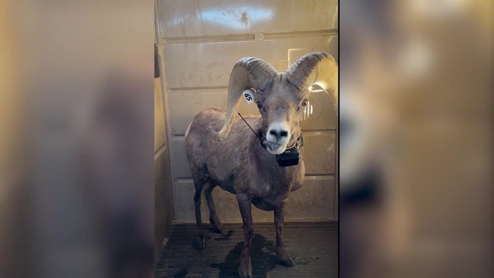<p>Watch moment herd of endangered desert sheep airlifted from Texas mountain to new home.</p>